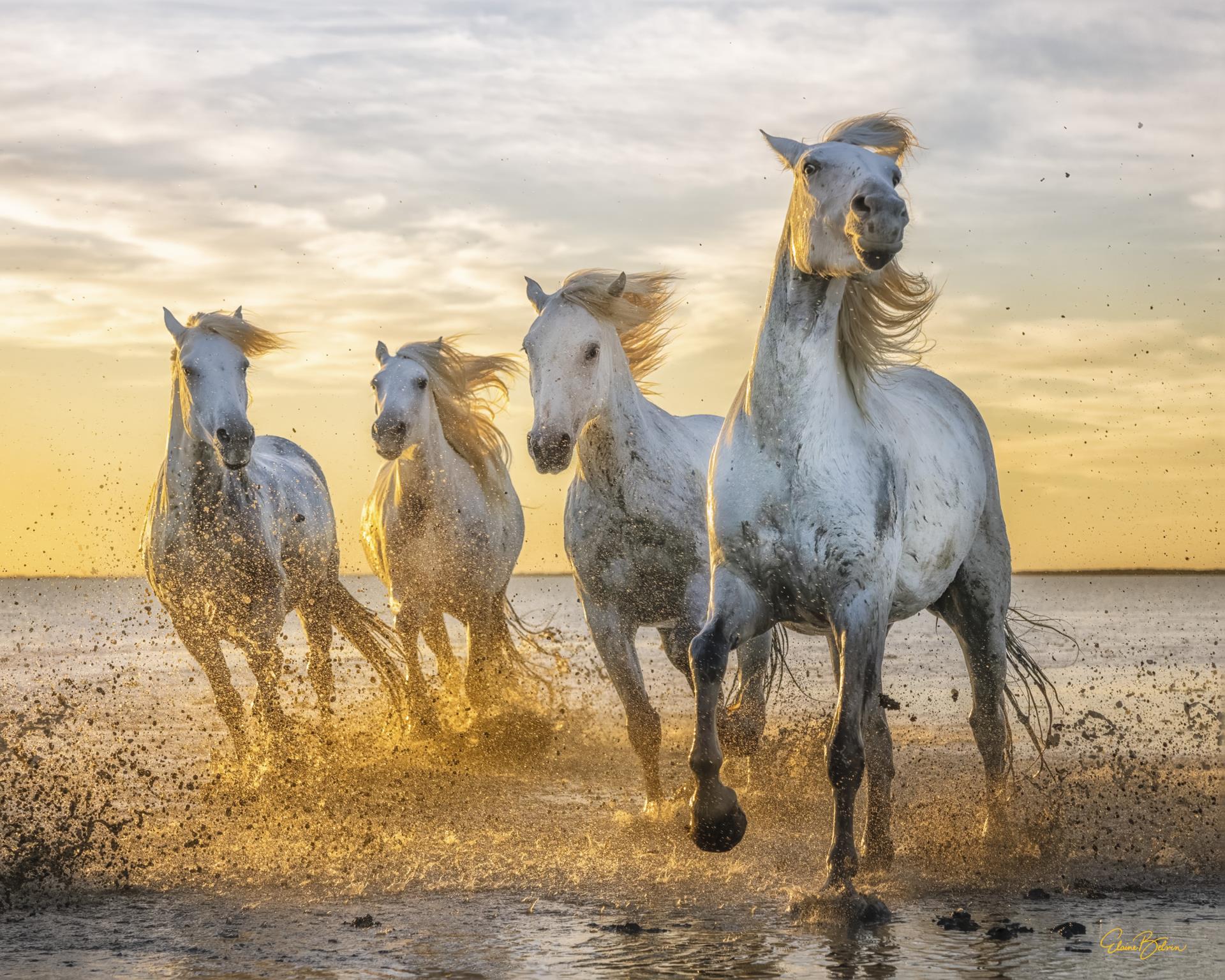 Elaine Belvin The White Horses of the Camargue