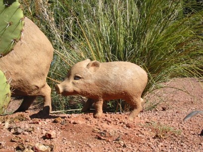 Javalina Family