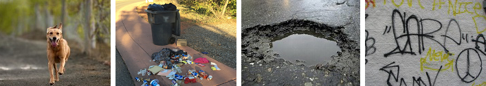 Composite photo of dog, pothole, graffiti and trash