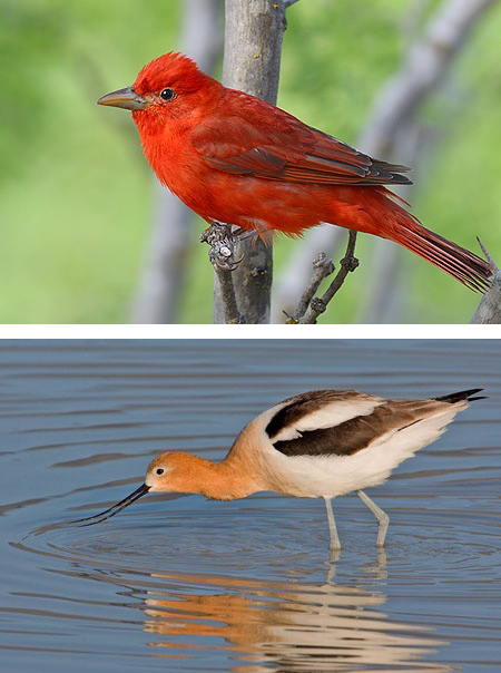 Summer tanager and American avocet photos