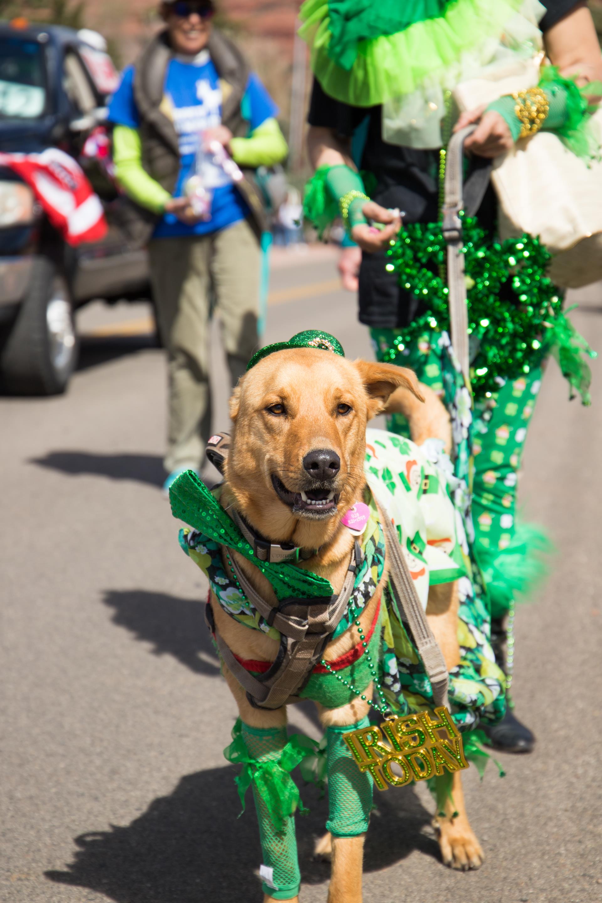 dog dressed in green